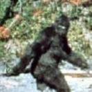 bigfoot