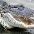 Alligator