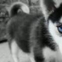 Husky-Love