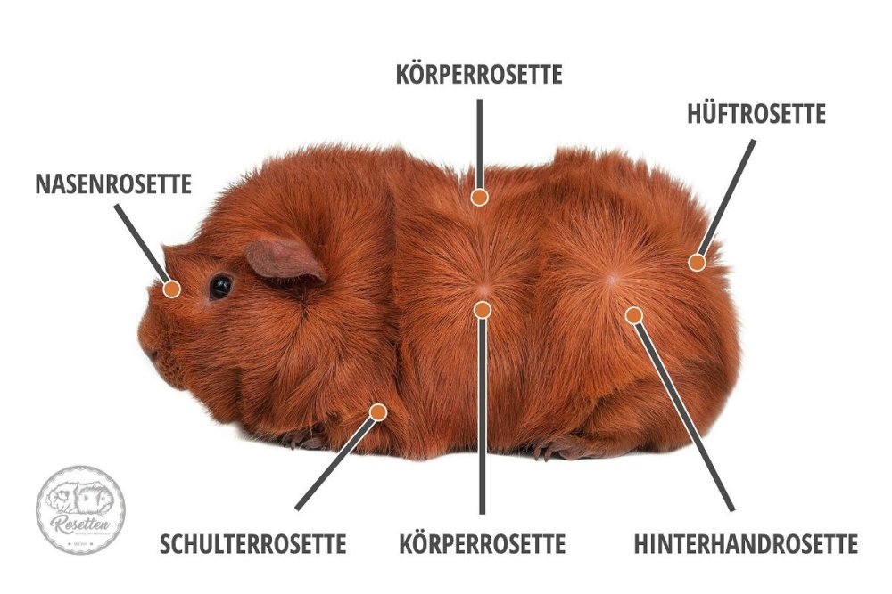 Rosette-Wirbel.jpg