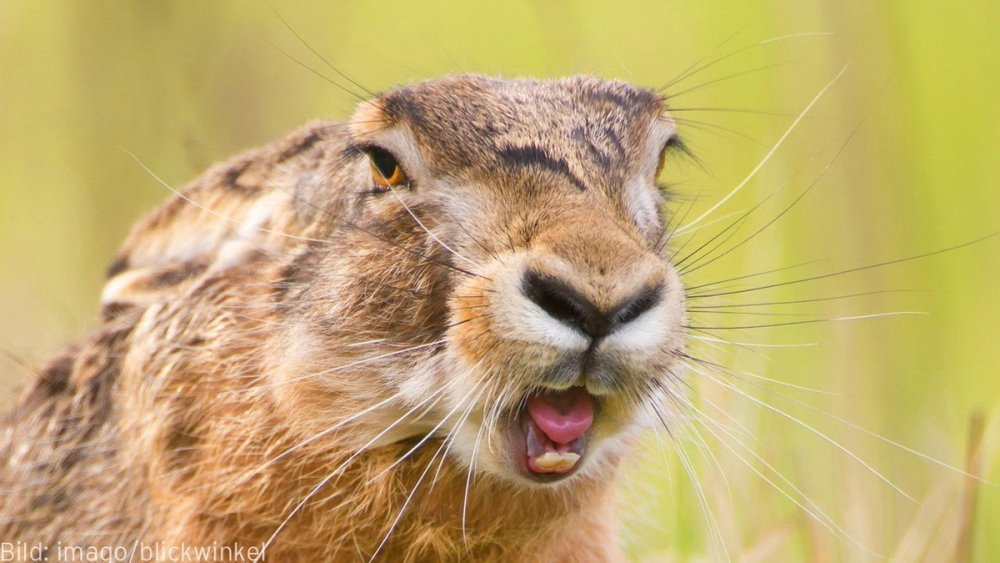 hase.jpg