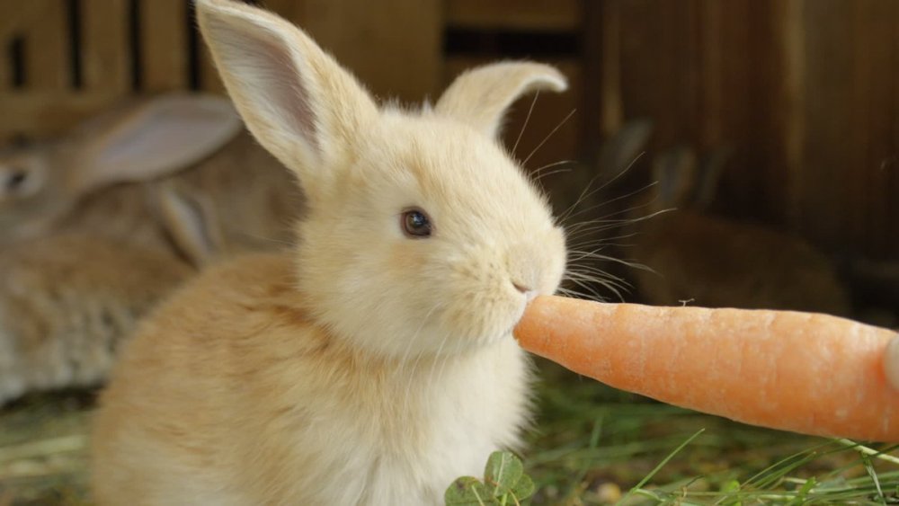 hase karotte.jpg