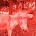 Eseltritt_für_ein_Levi