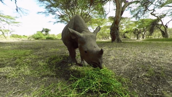 Virry VR: Die virtuelle Safari ist ab heute verfügbar